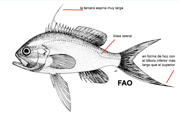 Anthias anthias_001.jpg